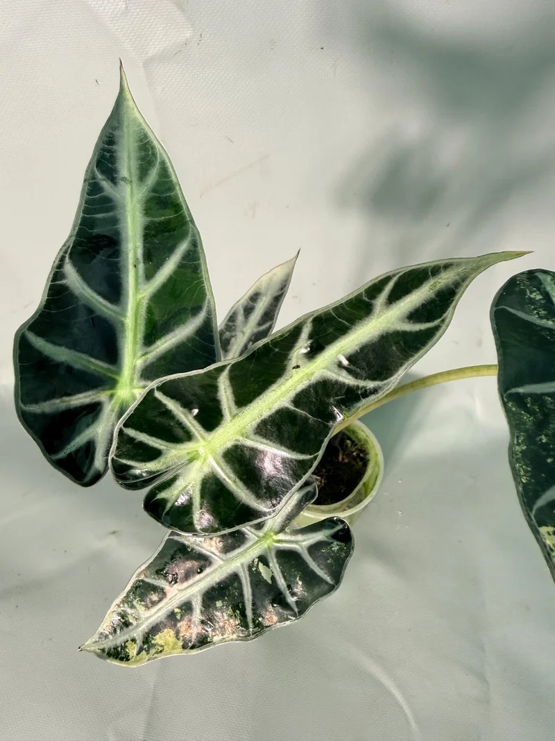 Alocasia Bambino Variegata Aurea