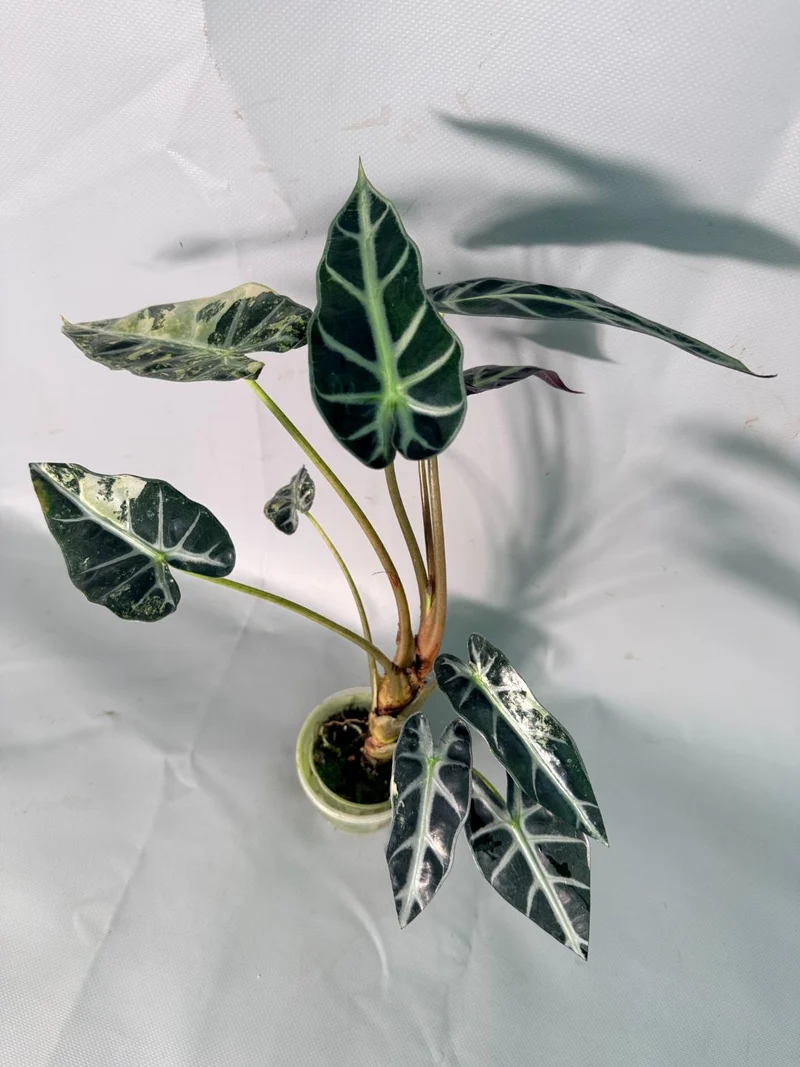 Alocasia Bambino Variegata Aurea