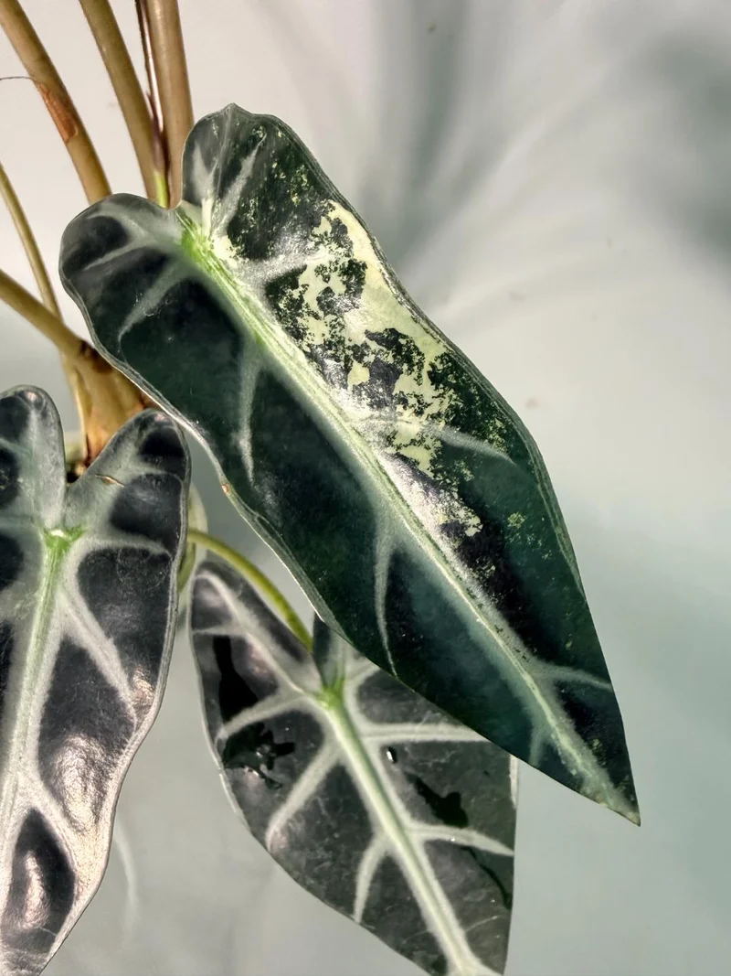 Alocasia Bambino Variegata Aurea