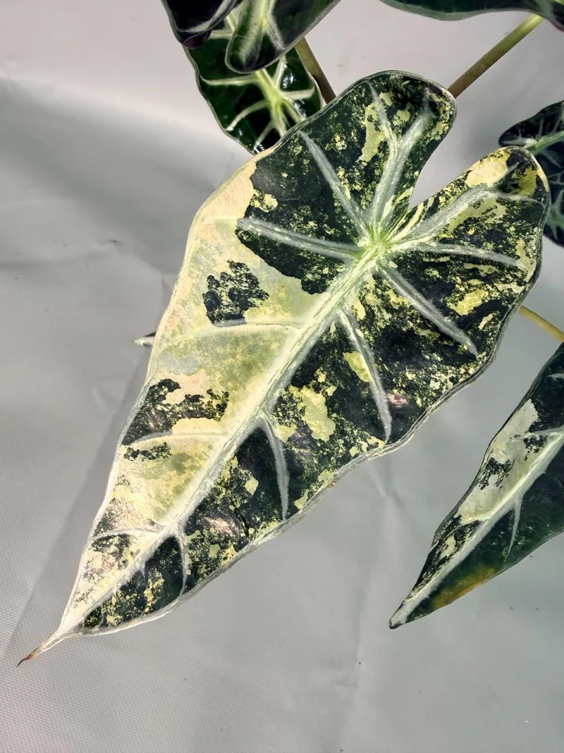 Alocasia Bambino Variegata Aurea
