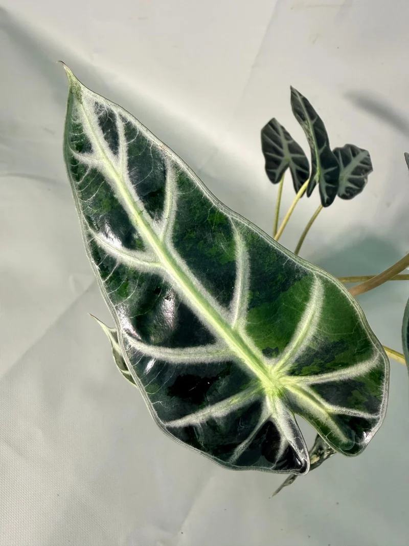 Alocasia Bambino Variegata Aurea