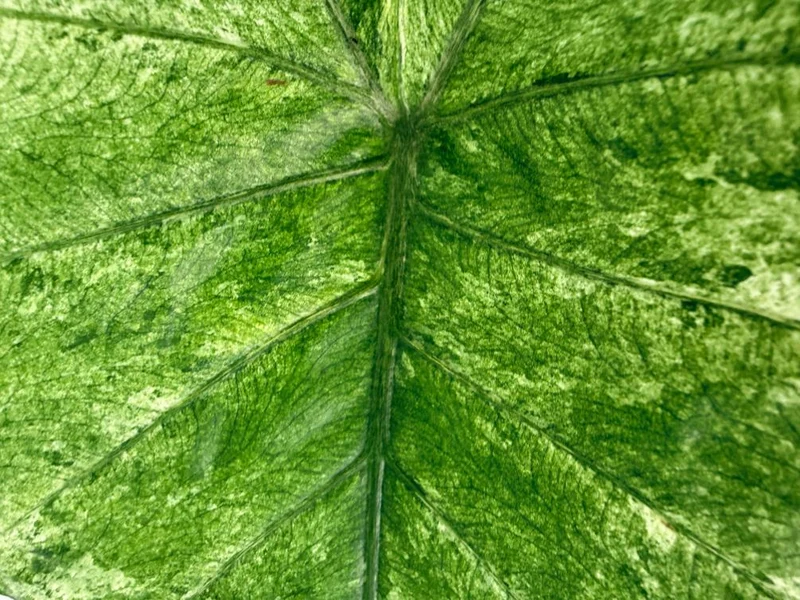Alocasia Macrorrhiza Variegata