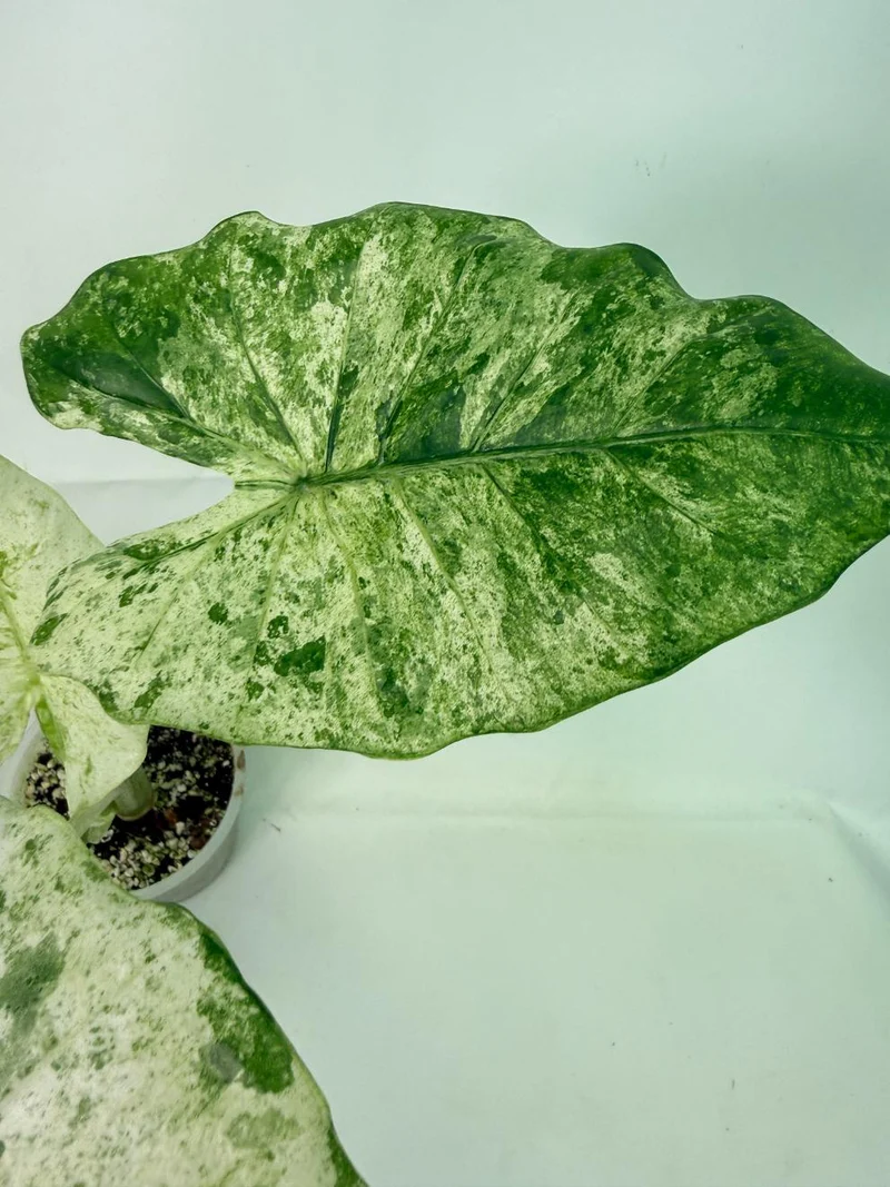 Alocasia Macrorrhiza Variegata