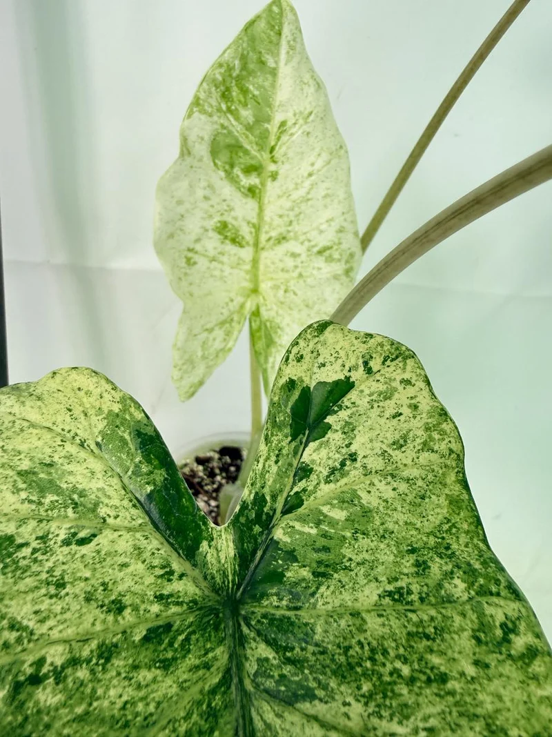 Alocasia Macrorrhiza Variegata