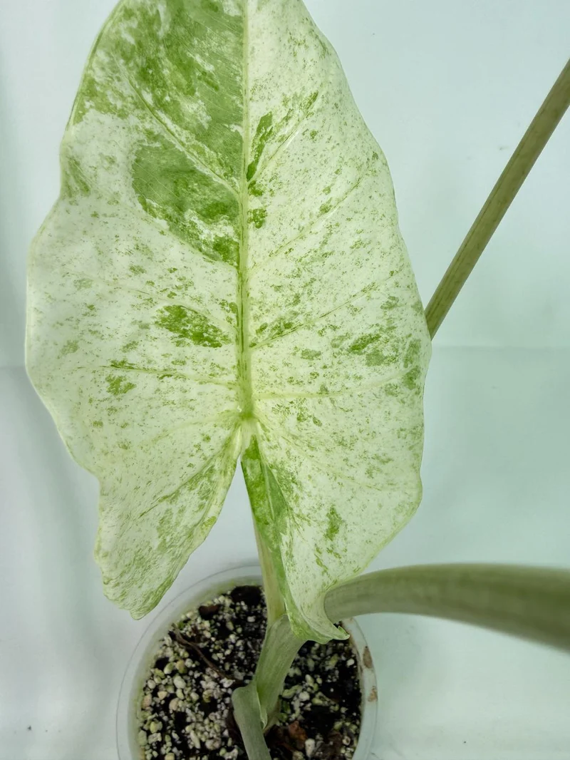 Alocasia Macrorrhiza Variegata