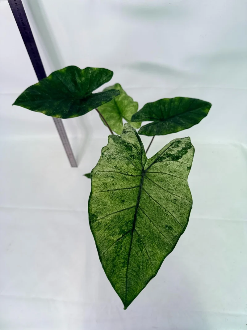 Alocasia Macrorrhiza Variegata