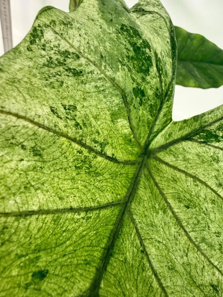 Alocasia Macrorrhiza Variegata