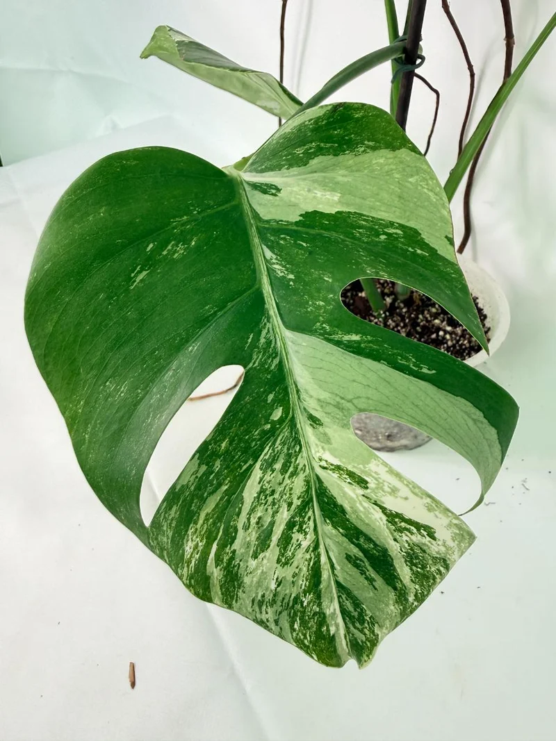Monstera Albo Variegata XL