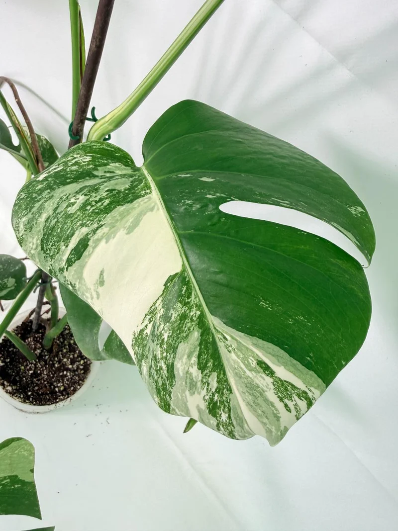 Monstera Albo Variegata XL