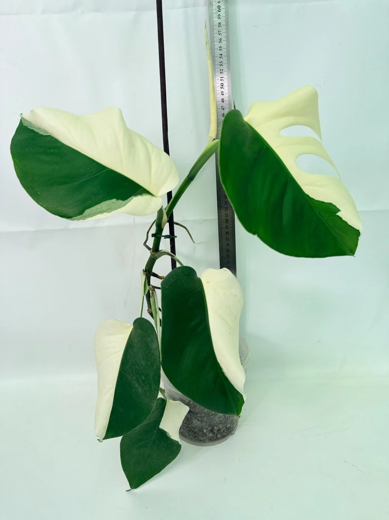 Monstera Albo Variegata HALF MOON