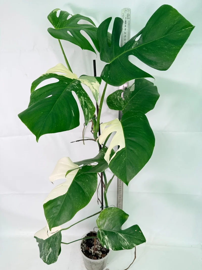 Monstera Albo Variegata XXL