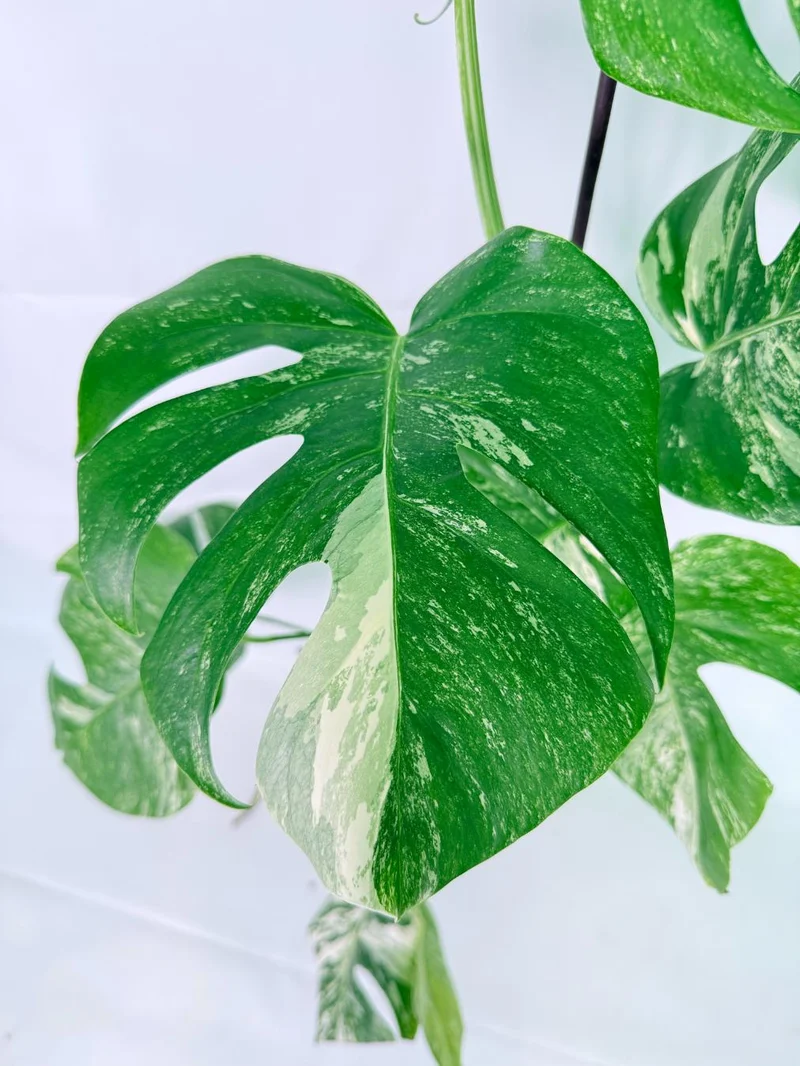 Monstera Albo Variegata XXL