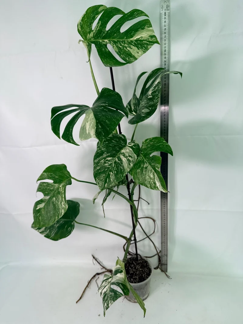 Monstera Albo Variegata XXL