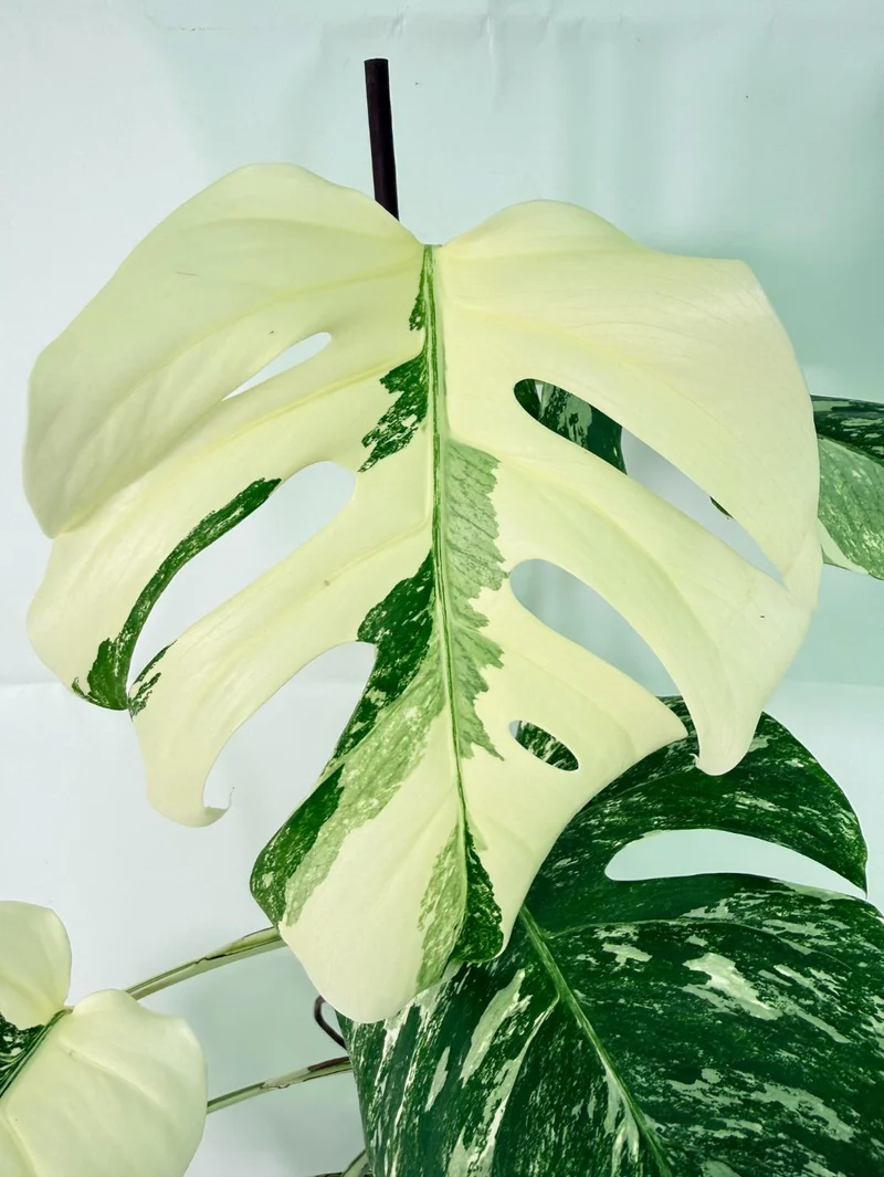Monstera Albo Variegata XXL