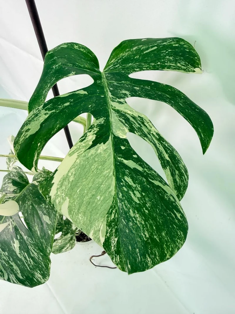 Monstera Albo Variegata XXL