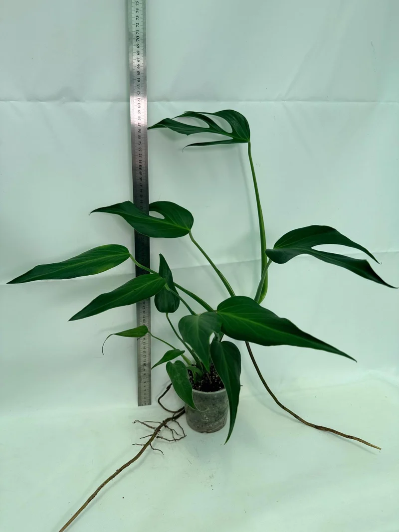 Monstera Burle Marx Flame XL