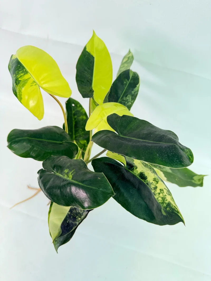 Philodendron Burle Marx Variegata