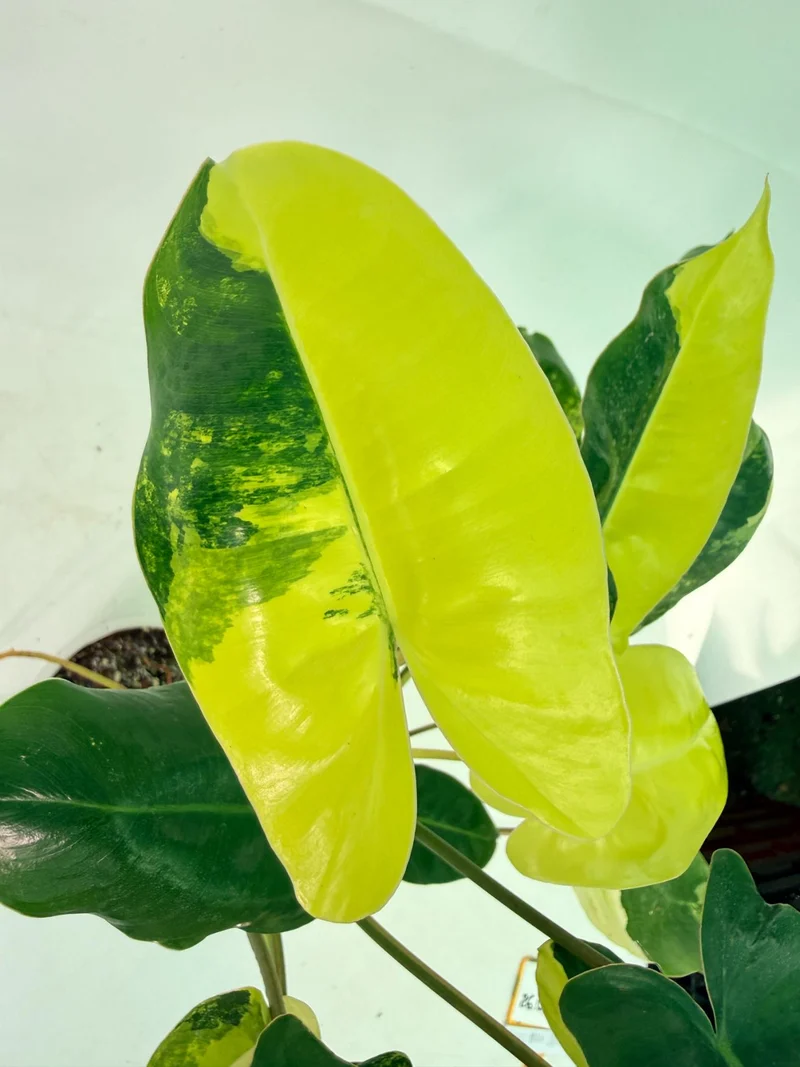 Philodendron Burle Marx Variegata