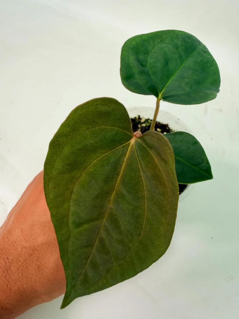 Anthurium Papillilaminum Guna Yana x Papillilaminum Fort Sherman x Dark Phoenix