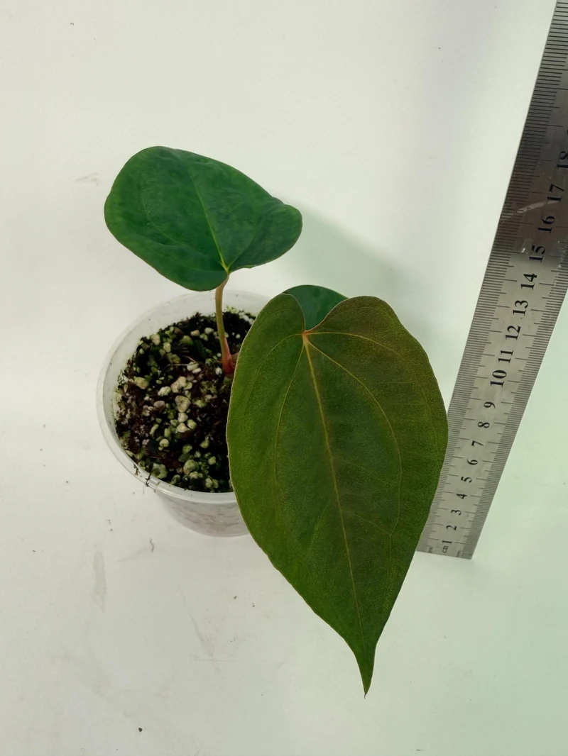 Anthurium Papillilaminum Guna Yana x Papillilaminum Fort Sherman x Dark Phoenix