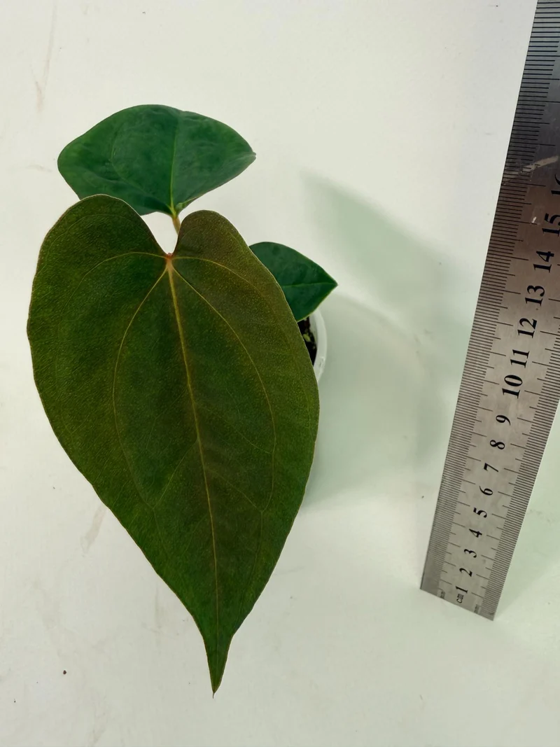 Anthurium Papillilaminum Guna Yana x Papillilaminum Fort Sherman x Dark Phoenix