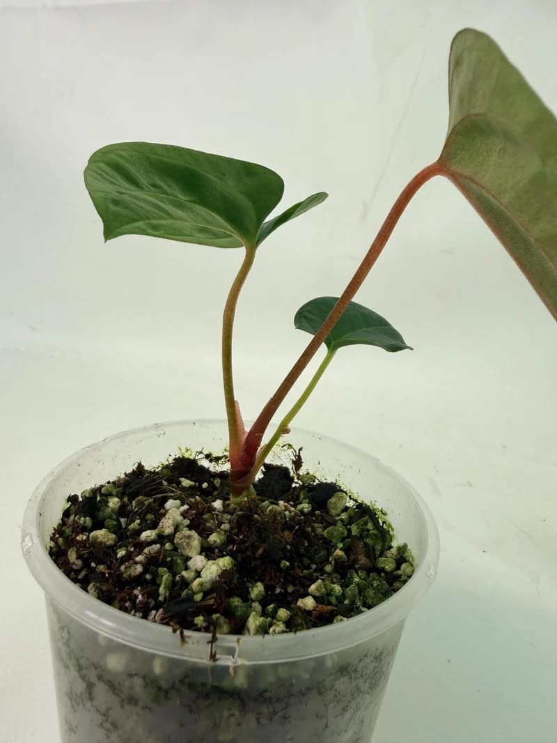 Anthurium Papillilaminum Guna Yana x Papillilaminum Fort Sherman x Dark Phoenix