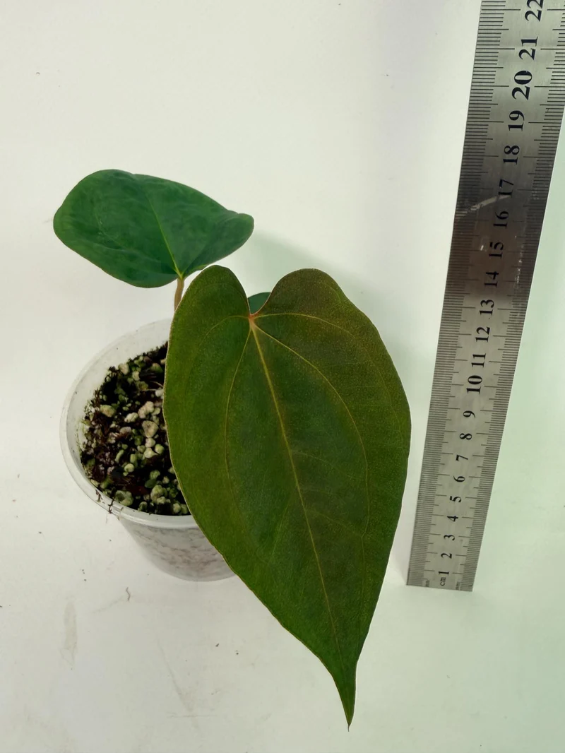 Anthurium Papillilaminum Guna Yana x Papillilaminum Fort Sherman x Dark Phoenix