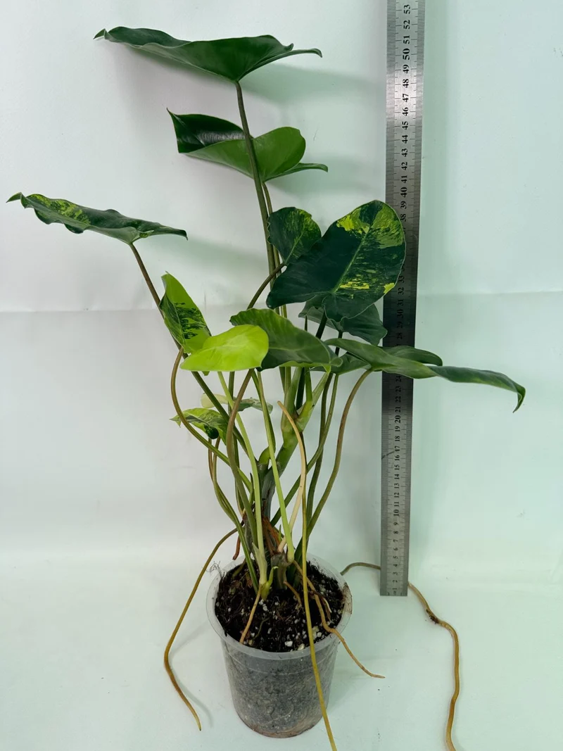 Philodendron Burle Marx Variegata