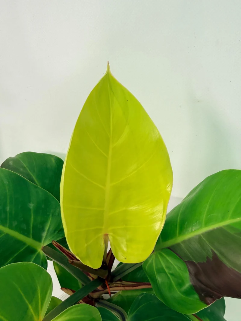 Philodendron Yellow Flame variegata