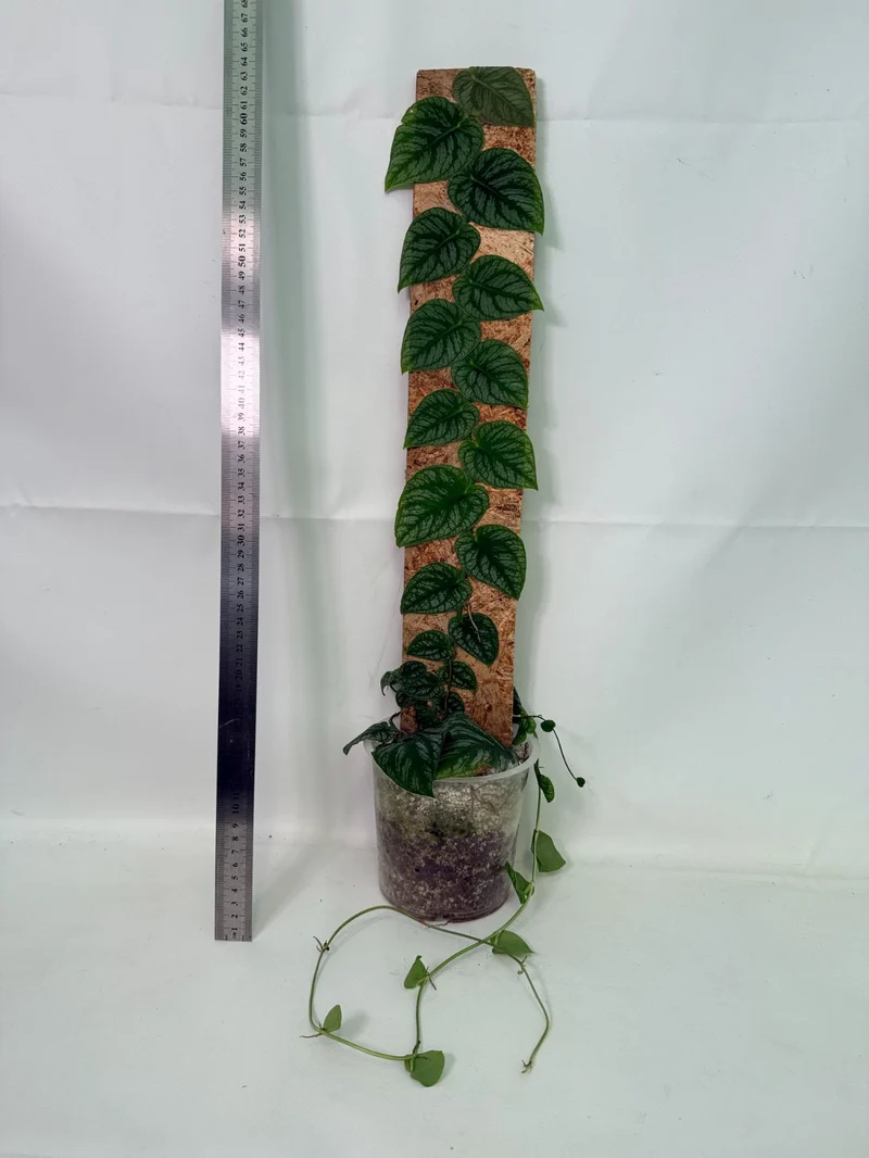 Monstera Dubia