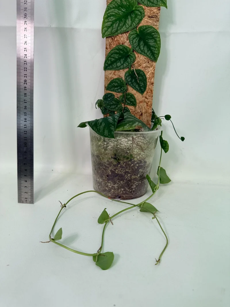 Monstera Dubia