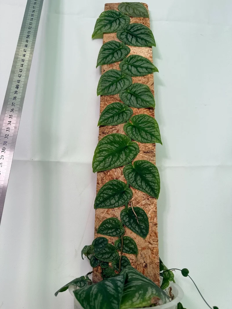 Monstera Dubia